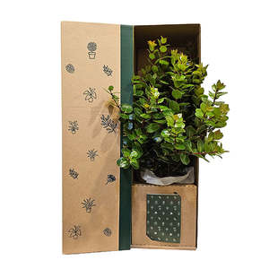 Gifts For Her: Metrosideros Vibrant Orange/Red Flowers Potted Plant
