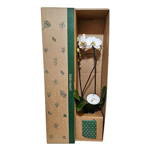 Gifts For Her: Grandiflora Orchid Potted Plant