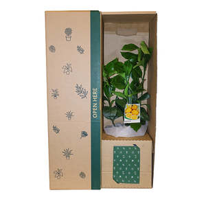 Gifts For Her: Meyer Lemon Tree Potted Plant