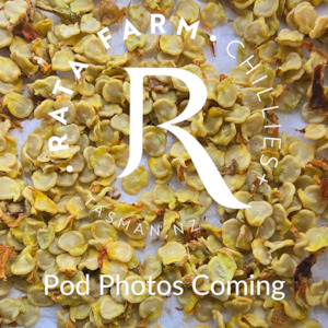 Products: FONTERA SWEET HABANERO Seeds Rata Farm