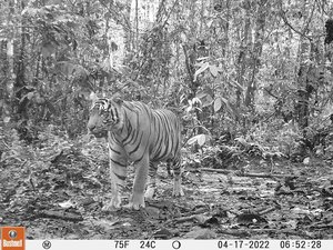 Sumatran Tiger Expedition April 2026 - RAW Conservation Adventures