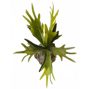 Products: Artificial elk horn fern ReadyLeaf