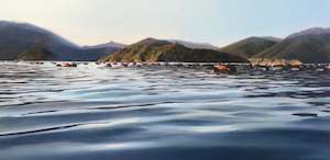 Steve Bellamy: Tawhitinui Reach Pelorus Sound NZ