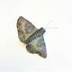 Moth Sculpture |