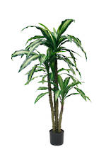 Variegated Dracaena Plant