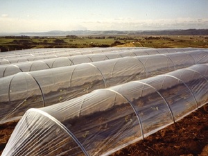 Cloche 110 micron ‘end of roll’ specials clear