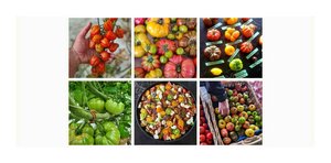 Products: Lonely Toms Club - 2025 - Lazy Sunday Club