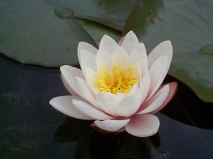 Products: Carnea Water Lily