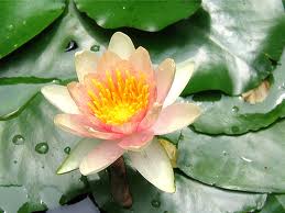Comanche Water Lily