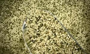 New Zealand Hemp Seeds (Hemp Hearts)