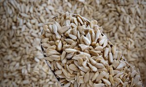Organic Sunflower Seeds
