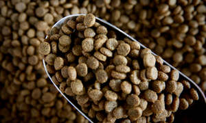 Pet: Cat Food, Chicken