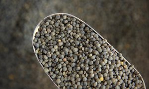 Beans Pulses: Organic French Green Lentils