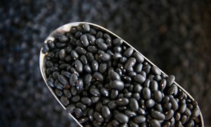 Black Turtle Beans