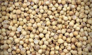 Herbs Spices: Coriander Seeds