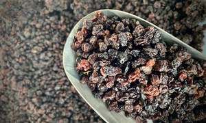 Currants