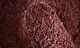 Organic Red Rice