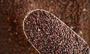 Pasta: Organic Black Rice