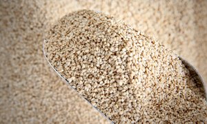 Nuts: Organic Sesame Seeds