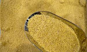 Grains: Organic Millet