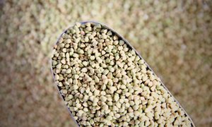 Grains: Organic Buckwheat