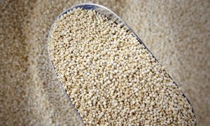 Organic Quinoa
