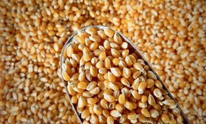 Popping Corn