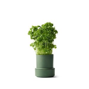 SELF WATERING POT-Parsley