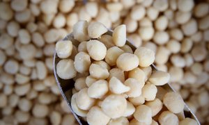 Macadamias, Roasted & Salted