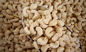 Vegan Snacks Treats: Cashews, Roasted & Salted