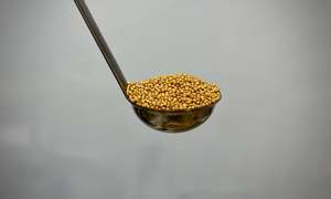Herbs Spices: Mustard Seeds