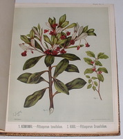 Products: The Art Album of Flora - Featon, E. H. (Mr and Mrs) [Sarah]