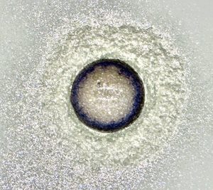 Wood Treatment: Violet Sparkle Interference Powder