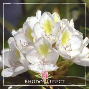 Products: Rhododendron Chionoides