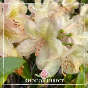 Products: Rhododendron Belkanto