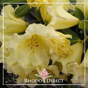 Products: Rhododendron Bonnie Doon