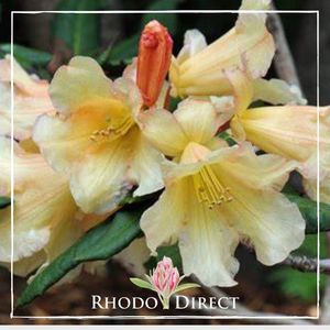 Products: Rhododendron Buttermint