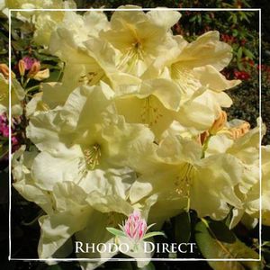 Products: Rhododendron Crest