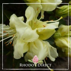 Rhododendron Curlew