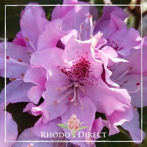 Rhododendron Cheer