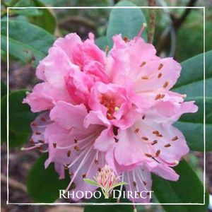 Products: Rhododendron Christmas Cheer