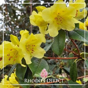 Rhododendron Chrysomanicum
