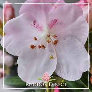 Products: Rhododendron Cilpinense
