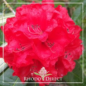 Products: Rhododendron Cornubia