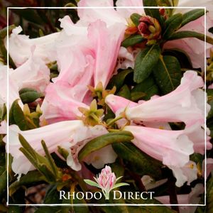 Rhododendron Countess of Haddington
