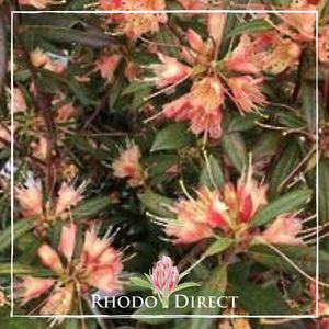 Products: Rhododendron Crossbill