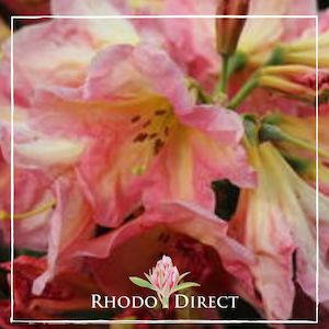 Rhododendron Backers Gold