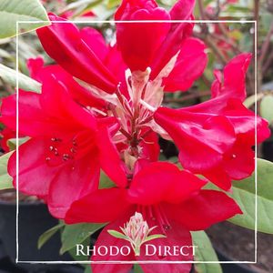 Products: Rhododendron Betsie Balcom - RhodoDirect: Rhododendrons Online