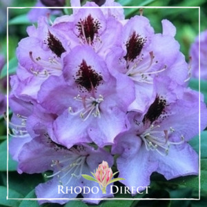 Products: Rhododendron Blue Jay