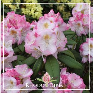 Products: Rhododendron Brigitte